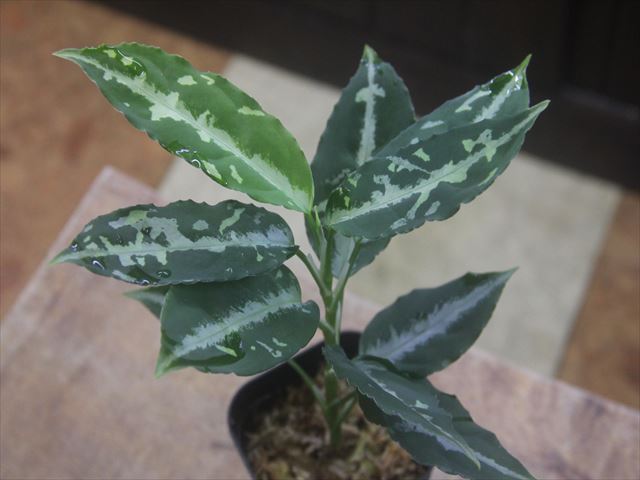 画像3: Aglaonema pictum "TG-7" from Tigalingga【HW1123-01g】No.7