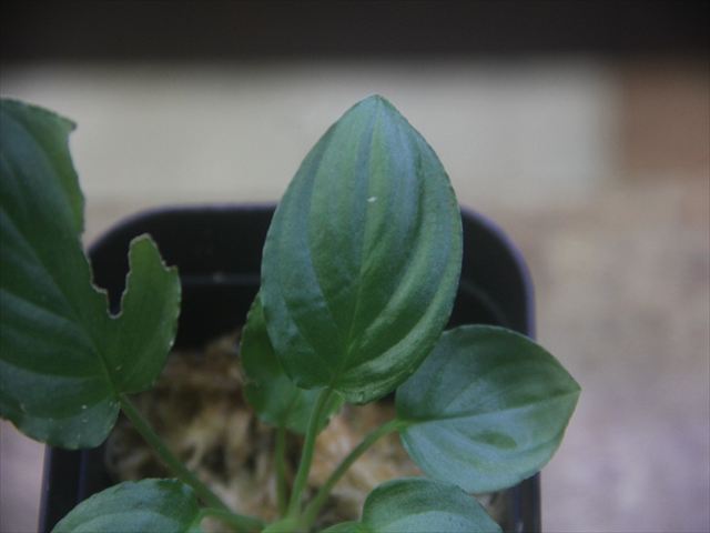 画像4: Homalomena cf. humilis Lampung PP-240618-10 Sumatera Selatan