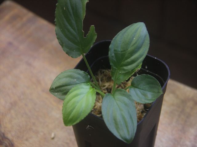 画像2: Homalomena cf. humilis Lampung PP-240618-10 Sumatera Selatan