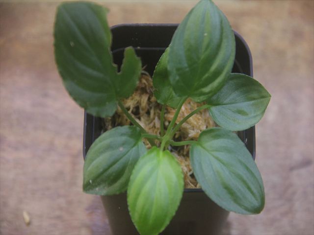 画像1: Homalomena cf. humilis Lampung PP-240618-10 Sumatera Selatan
