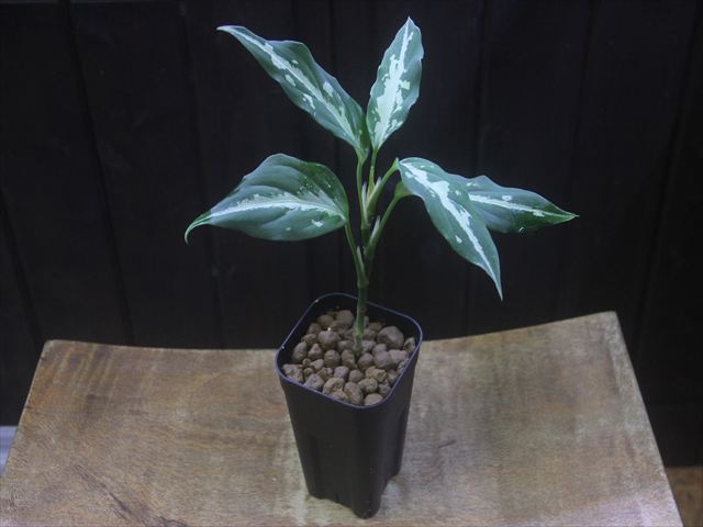 画像5: Aglaonema pitum "TG-3" from Tigalingga【HW1123-01c】No.12