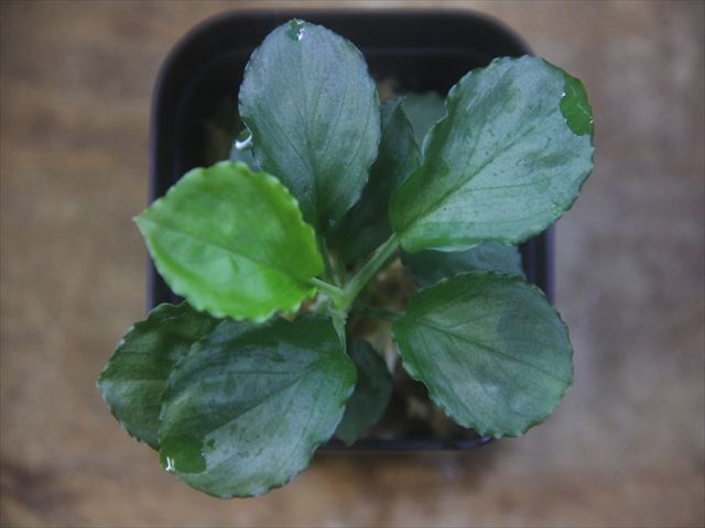 画像2: Homalomena sp. Solok Sumatera【LA0117-01】