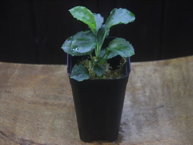 画像4: Homalomena sp. Solok Sumatera【LA0117-01】